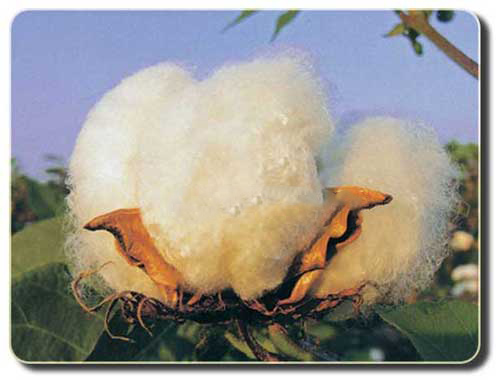 定做工衣的全棉面料面料优缺点